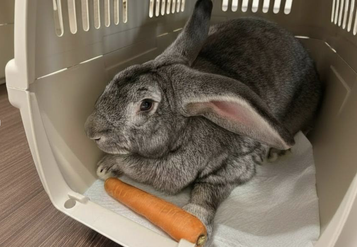 Ilustração de pesquisa científica em laboratório relacionada à bioimpressão de tecidos, com foco na criação de vasos sanguíneos a partir de células vivas.